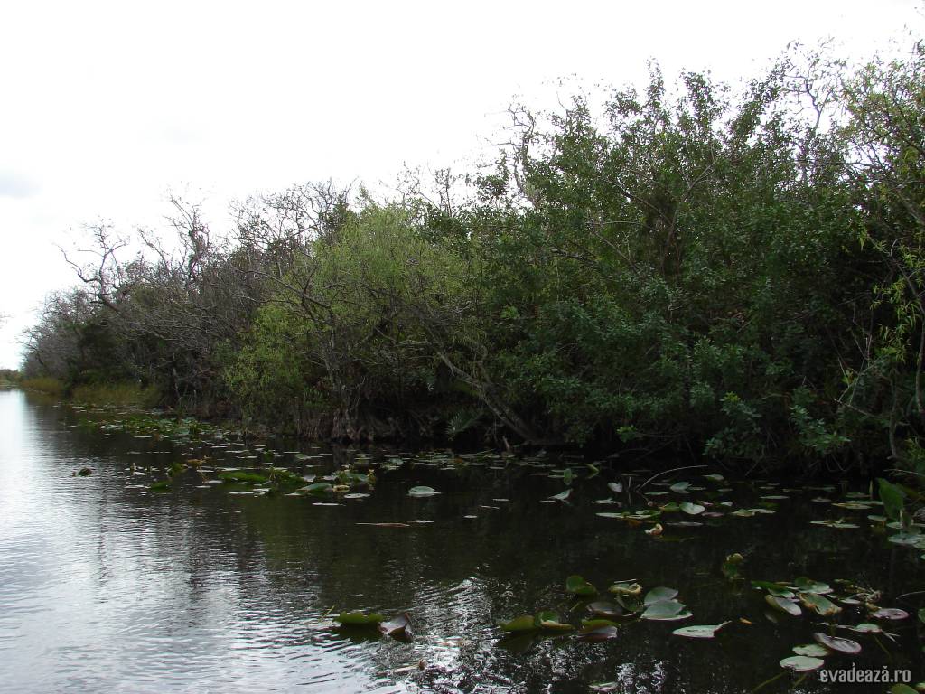 Everglades | 6