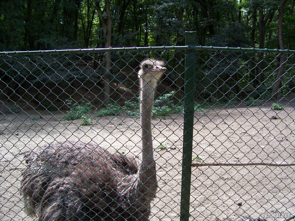 Zoo Târgu Mureş | 3