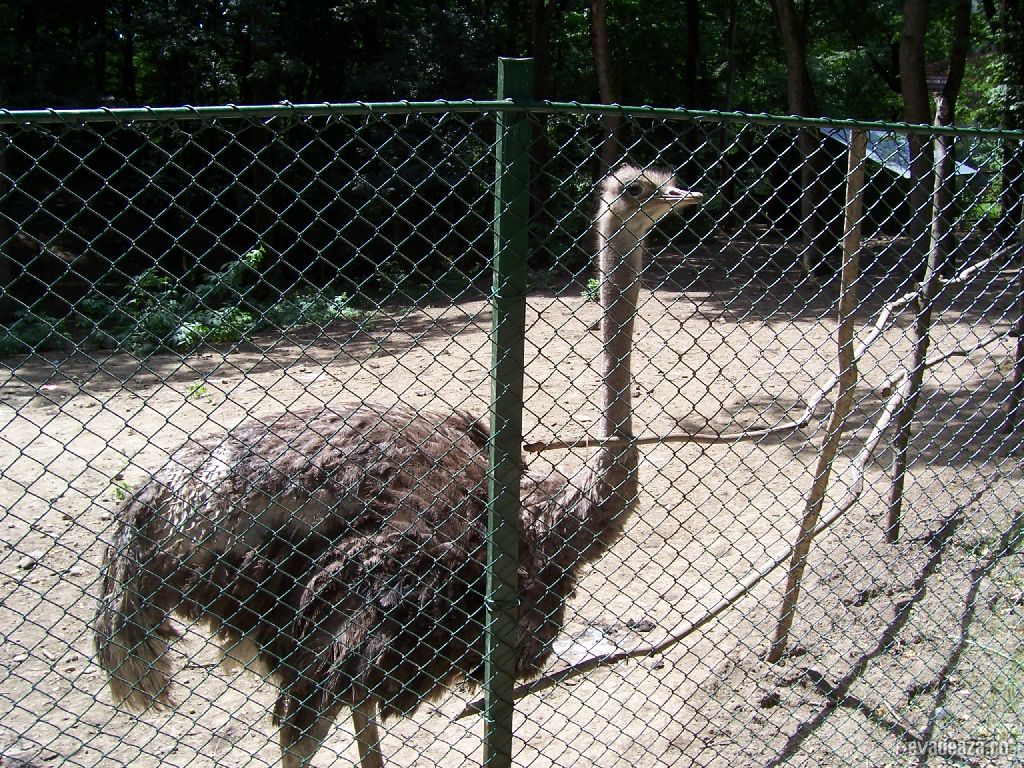 Zoo Târgu Mureş | 4