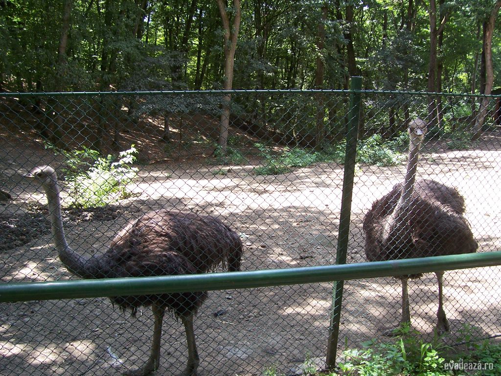Zoo Târgu Mureş | 5
