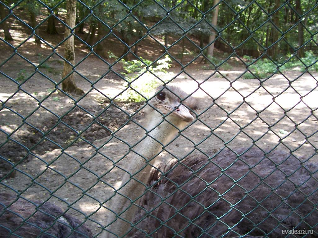 Zoo Târgu Mureş | 6