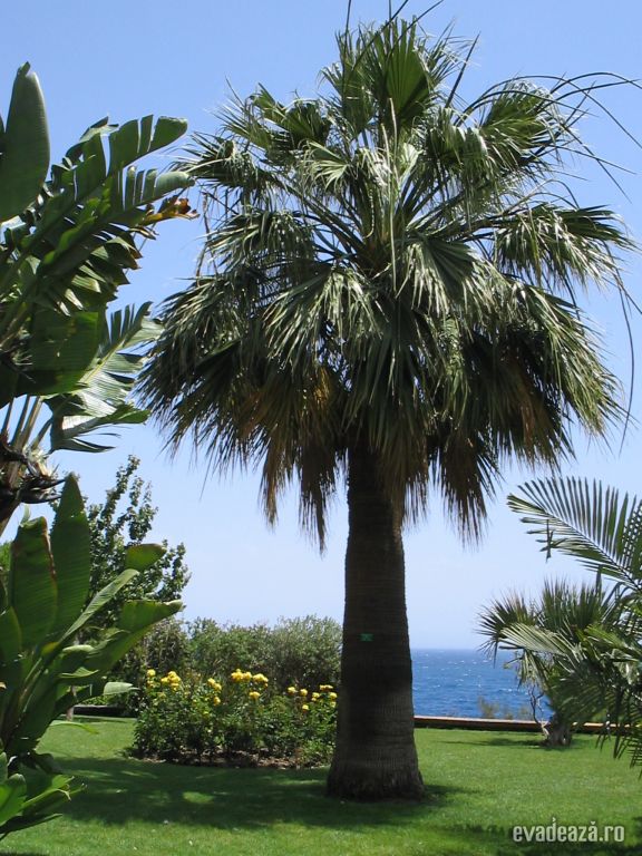 Monaco, in miez de iunie | 1