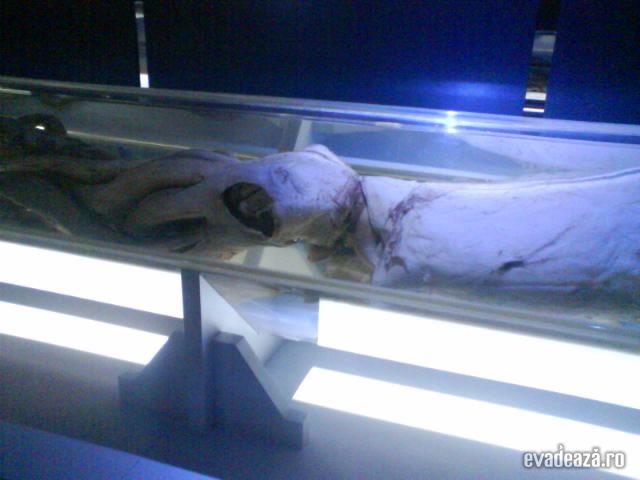 muzeul calamar gigante