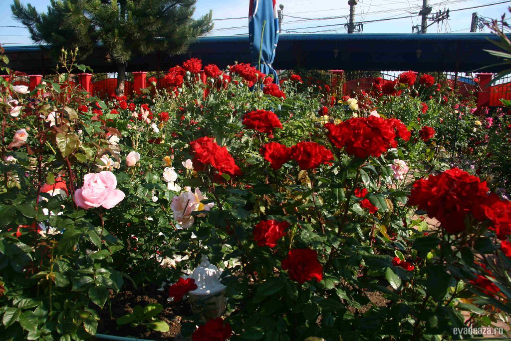 Cazare 2 Mai CasaMargo | 3