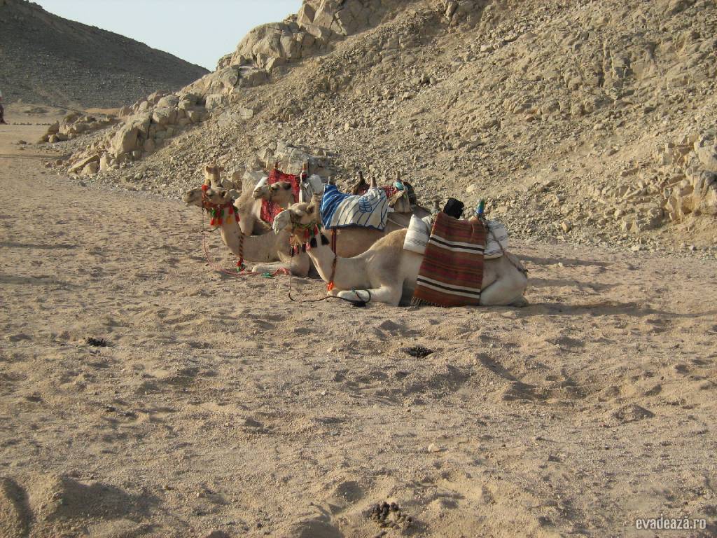 O zi la beduini | 2