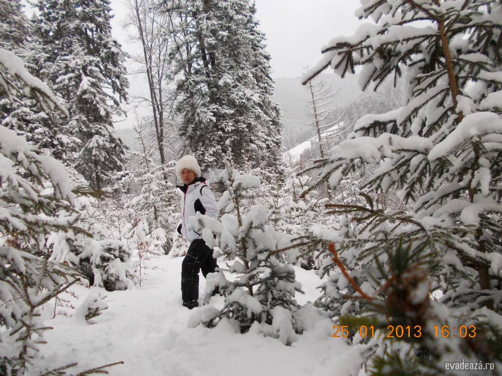 Frumusetea iernii la munte : Partia Sorica - Azuga | 5