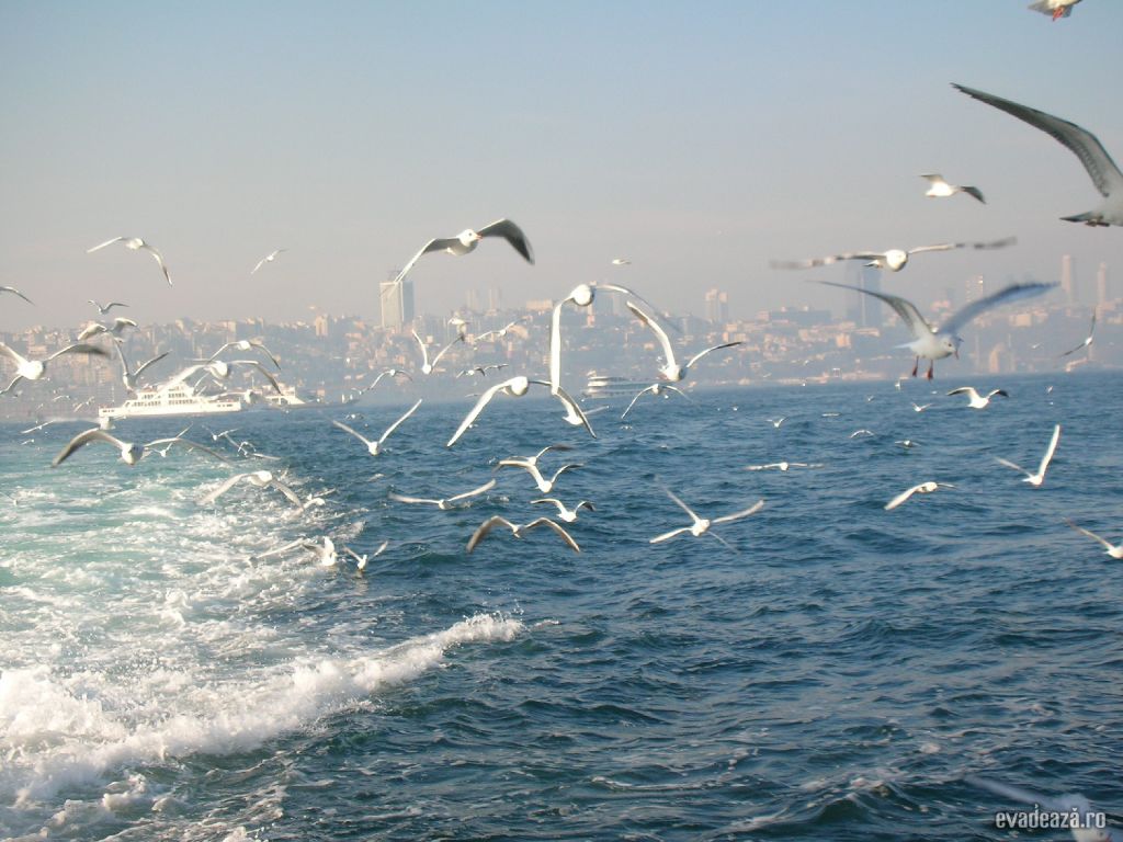 Imagini din Istanbul | 5