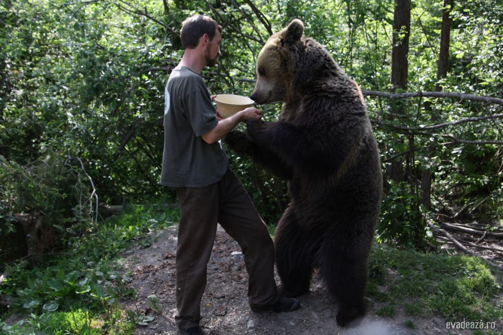 Centrul de reabilitare a puilor de urs orf | 1