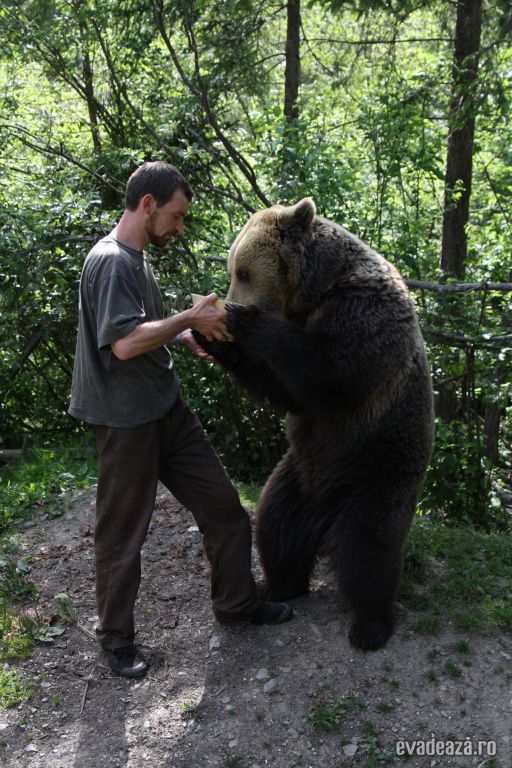 Centrul de reabilitare a puilor de urs orf | 2