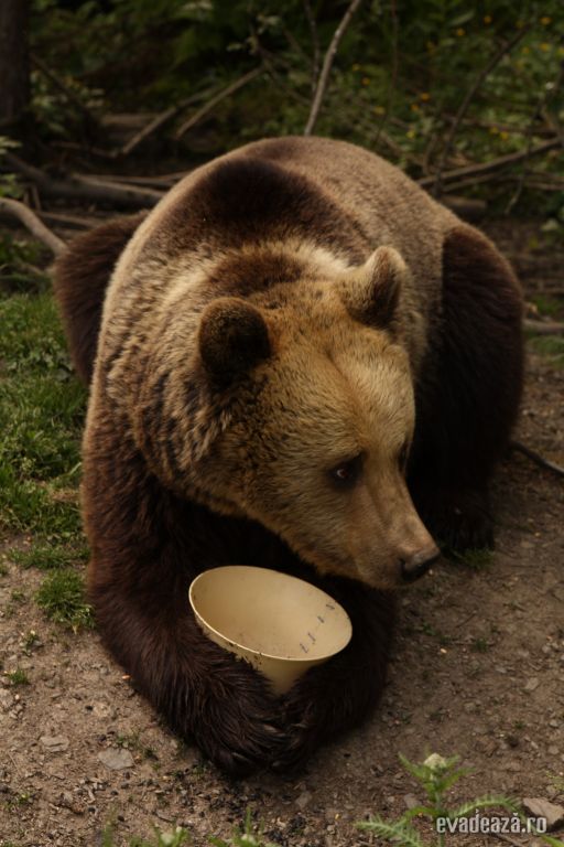 Centrul de reabilitare a puilor de urs orf | 3