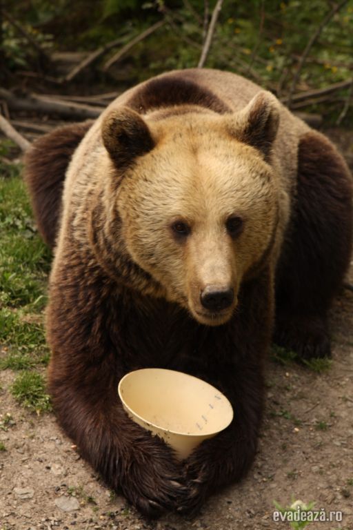 Centrul de reabilitare a puilor de urs orf | 4