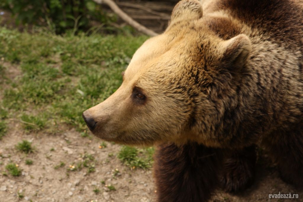 Centrul de reabilitare a puilor de urs orf | 5