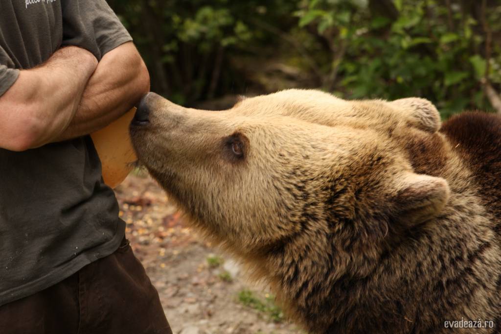 Centrul de reabilitare a puilor de urs orf | 6