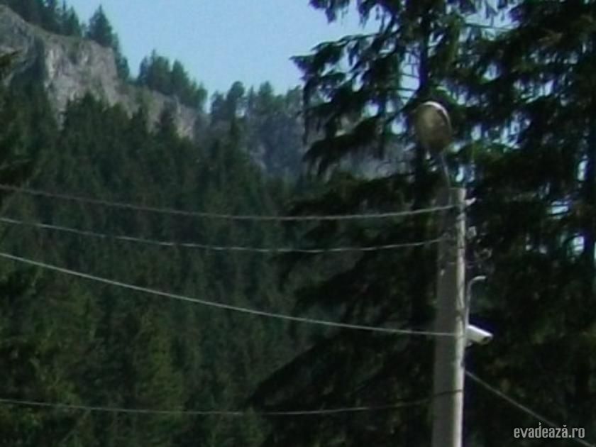 Pădurea răcoroasă de brazi