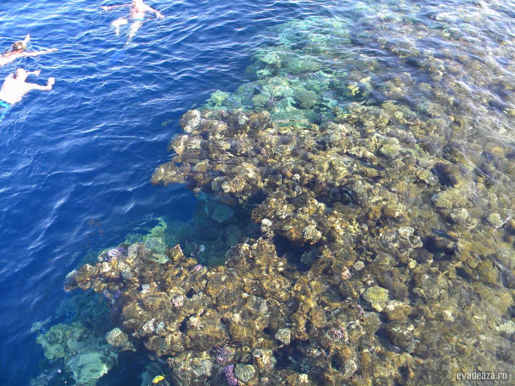 Snorkeling in marea rosie
