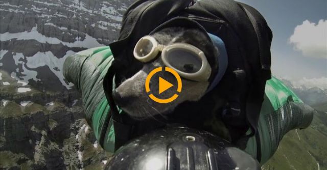 World's First Wingsuit BASE Jumping Dog