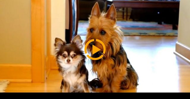 Who Pooped In The Kitchen? Guilty Dogs