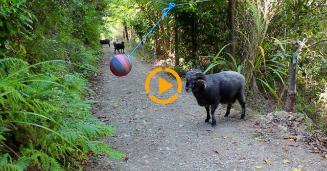 What Happens When You Leave A Tetherball In The Forest