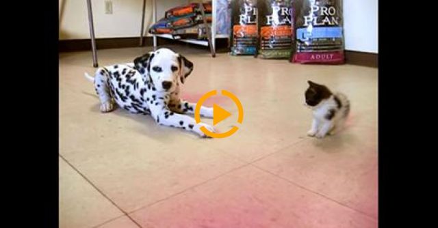 Skipper's First Kitten