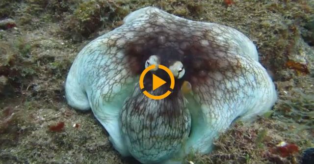 Amazing Octopus Camouflage