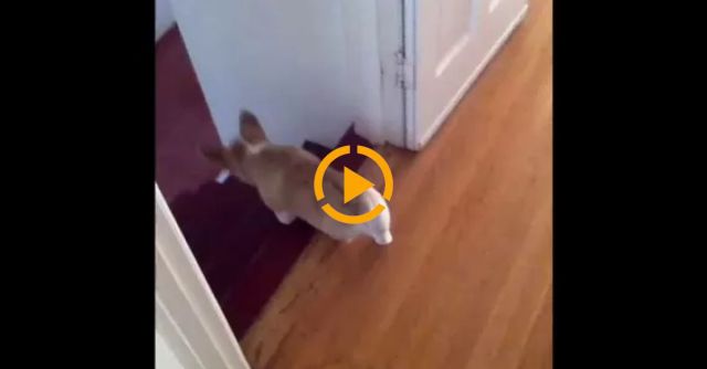 Cooper Does A Barrel Roll!