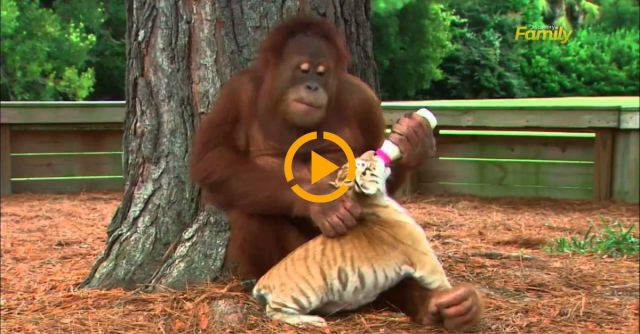 Orangutan Babysits Tiger Cubs