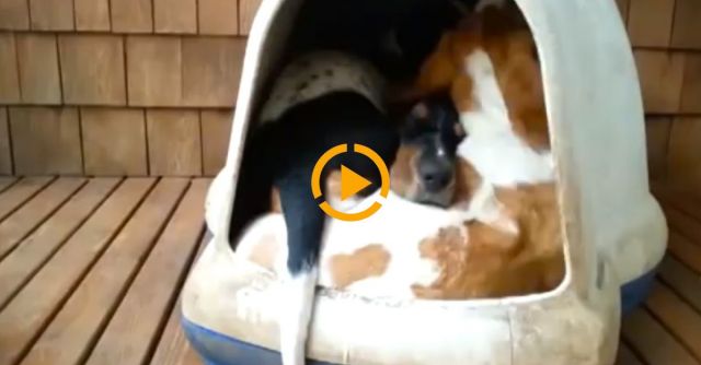 Incredible Basset Hound Clown Car