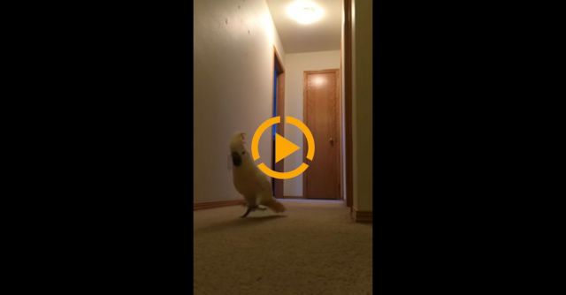 Cockatoo Running On The Floor Yelling Nonsense At Everything!!