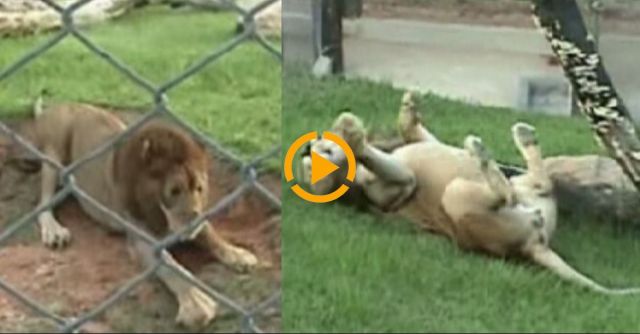 Freed Circus Lion Is Feeling Grass For The First Time