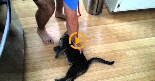 Cat's First Time On Leash