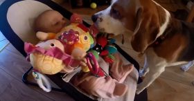 Guilty Dog Apologizes Baby For Stealing Her Toy