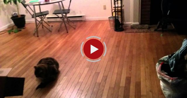 Cat Catches Bat Mid Air