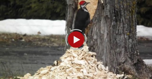 Big Pilated Woodpecker