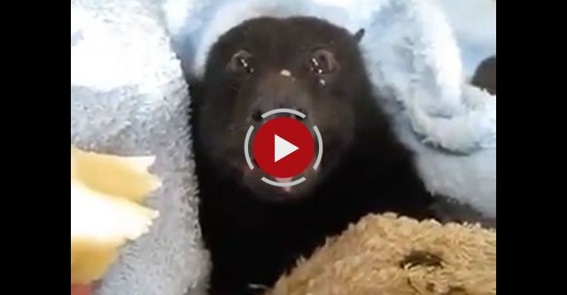 Bat Eating Banana Is Too Cute To Handle