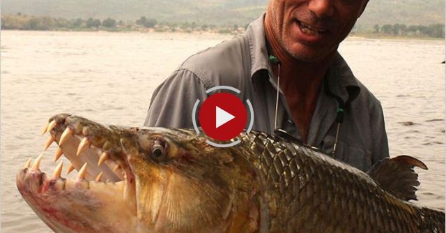 The Goliath Tigerfish - River Monsters