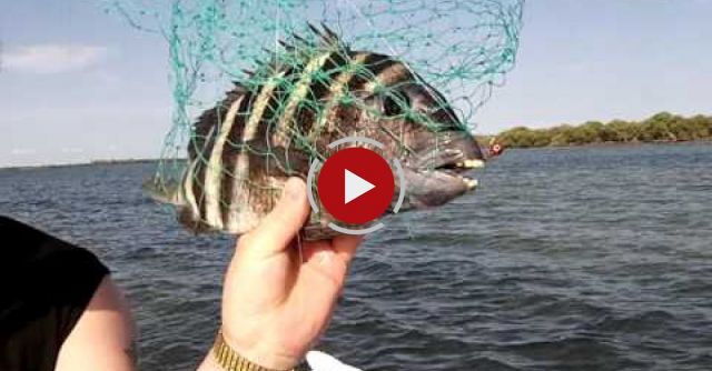 Fishy Sheephead's Chopping Choppers