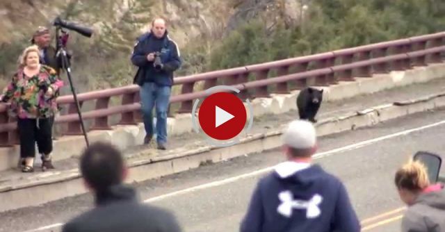 Black Bear Encounter