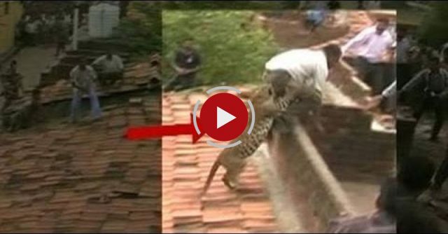 Crazy Leopard Attack In India