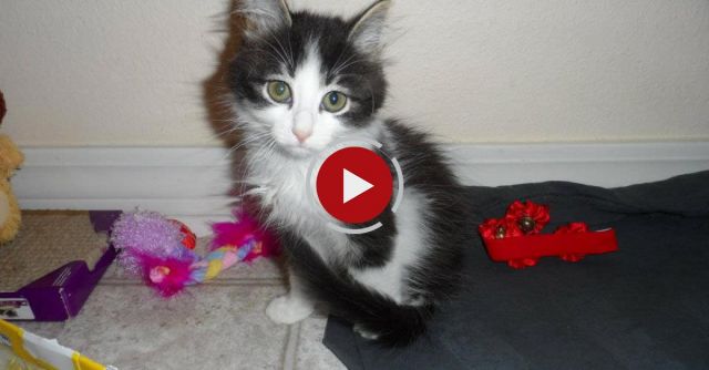 Anakin, The Two Legged Kitten Playing With His Ball