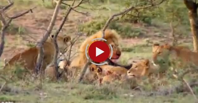 Men Stealing Meat From Lions.
