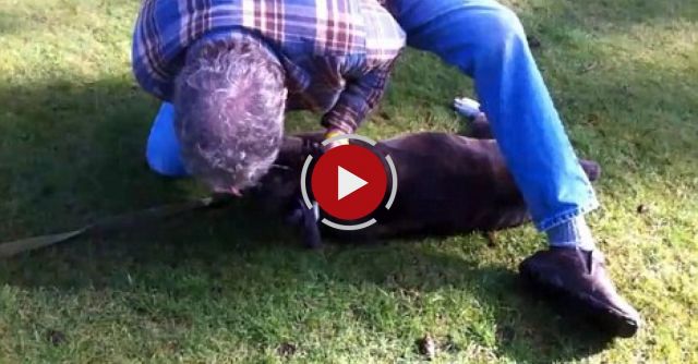 Guy Gives CPR To Dog And Saves The Dogs Life AMAZING!!