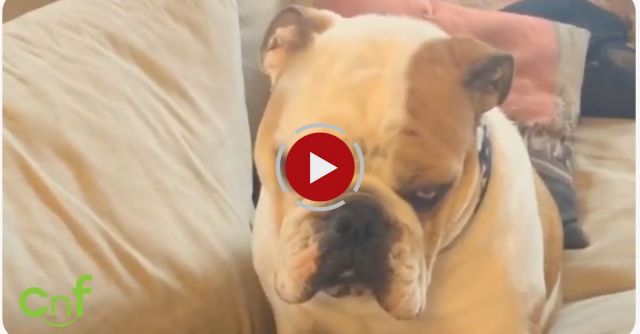 Bulldog Not In The Mood, How Women Say 