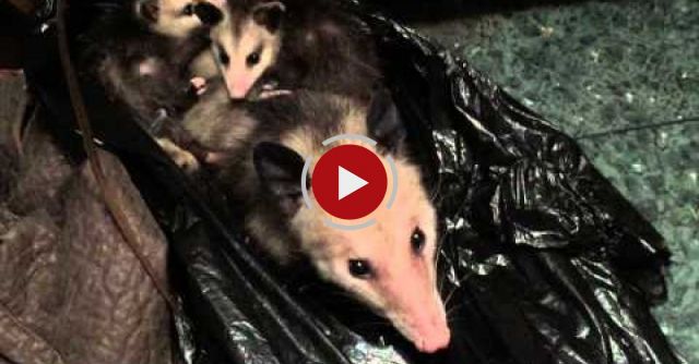 Possum Closet Clutter