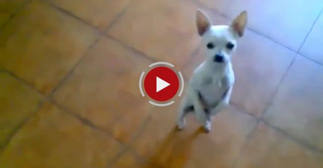 Cute Chihuahua Dancing Flamenco