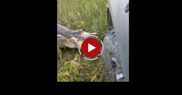 Gator Vs Truck