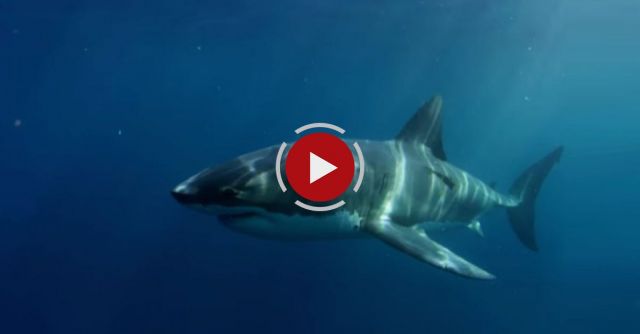 Something Ate This Shark...but What?