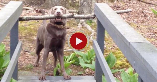 Dog Thinks Through A Problem