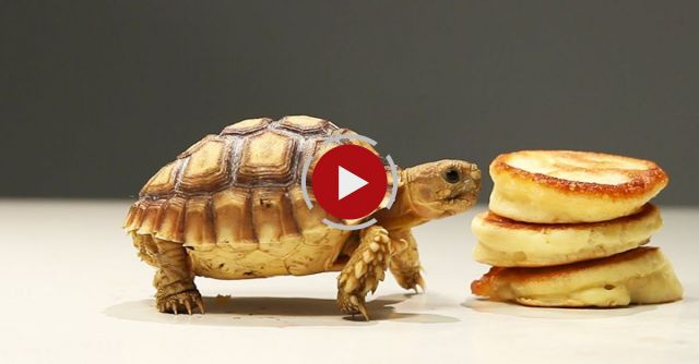 Tortoises Try Tiny Pancakes