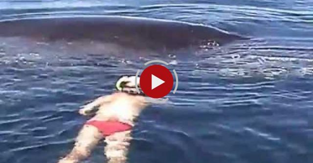  Humpback Whale Shows AMAZING Appreciation After Being Freed From Nets