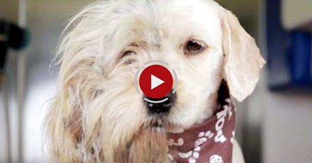 Homeless Dog Gets Makeover That Saves His Life! 